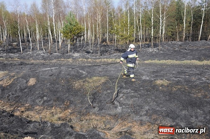 Zdjęcie w galerii na portalu naszraciborz.pl: W ciągu godziny spłonęło siedemnaście hektarów młodego lasu. Winny pociąg! wiadomości z regionu