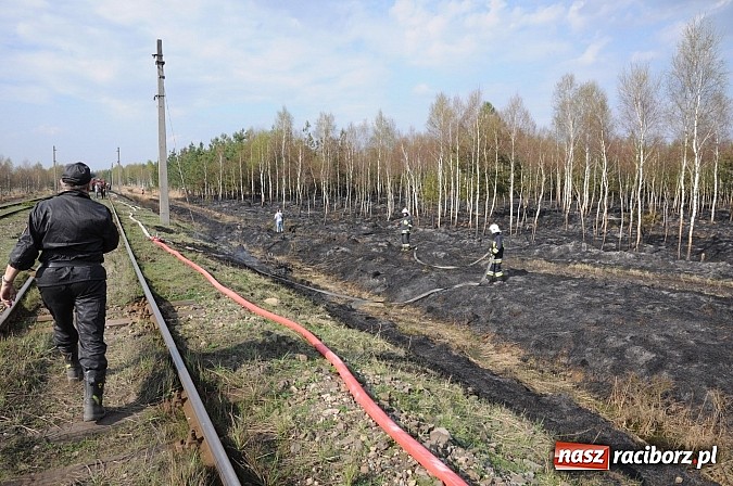 Zdjęcie w galerii na portalu naszraciborz.pl: W ciągu godziny spłonęło siedemnaście hektarów młodego lasu. Winny pociąg! wiadomości z regionu