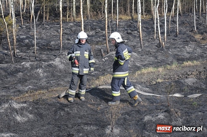 Zdjęcie w galerii na portalu naszraciborz.pl: W ciągu godziny spłonęło siedemnaście hektarów młodego lasu. Winny pociąg! wiadomości z regionu