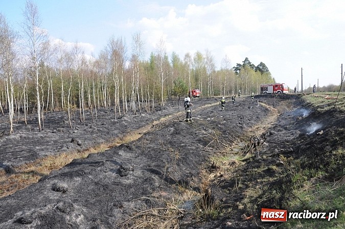 Zdjęcie w galerii na portalu naszraciborz.pl: W ciągu godziny spłonęło siedemnaście hektarów młodego lasu. Winny pociąg! wiadomości z regionu