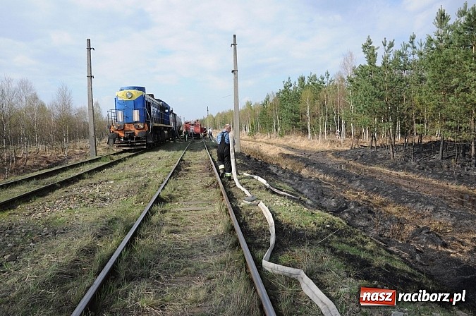 Zdjęcie w galerii na portalu naszraciborz.pl: W ciągu godziny spłonęło siedemnaście hektarów młodego lasu. Winny pociąg! wiadomości z regionu
