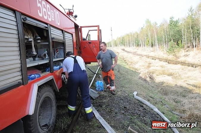 Zdjęcie w galerii na portalu naszraciborz.pl: W ciągu godziny spłonęło siedemnaście hektarów młodego lasu. Winny pociąg! wiadomości z regionu