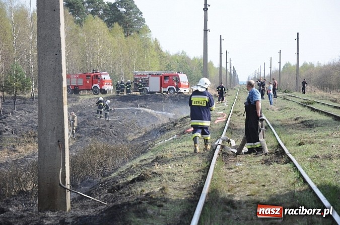 Zdjęcie w galerii na portalu naszraciborz.pl: W ciągu godziny spłonęło siedemnaście hektarów młodego lasu. Winny pociąg! wiadomości z regionu