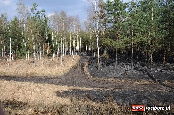 Zdjęcie w galerii na portalu naszraciborz.pl: W ciągu godziny spłonęło siedemnaście hektarów młodego lasu. Winny pociąg! wiadomości z regionu