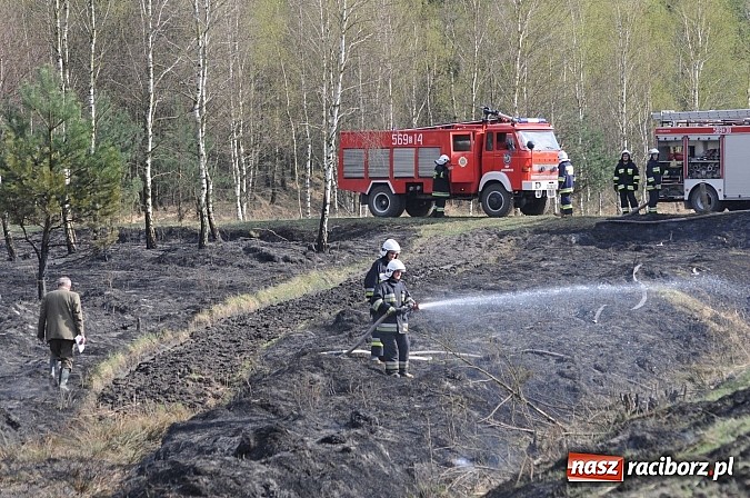 Zdjęcie w galerii na portalu naszraciborz.pl: W ciągu godziny spłonęło siedemnaście hektarów młodego lasu. Winny pociąg! wiadomości z regionu