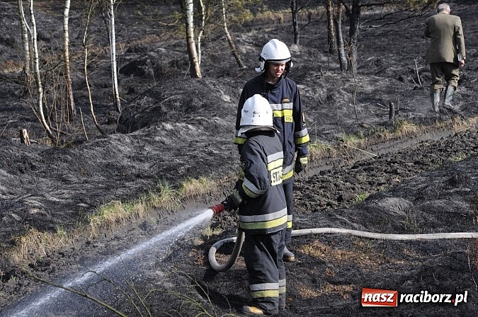 Zdjęcie w galerii na portalu naszraciborz.pl: W ciągu godziny spłonęło siedemnaście hektarów młodego lasu. Winny pociąg! wiadomości z regionu