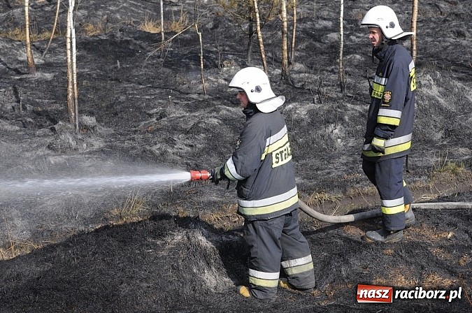 Zdjęcie w galerii na portalu naszraciborz.pl: W ciągu godziny spłonęło siedemnaście hektarów młodego lasu. Winny pociąg! wiadomości z regionu