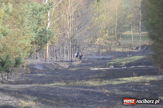Zdjęcie w galerii na portalu naszraciborz.pl: W ciągu godziny spłonęło siedemnaście hektarów młodego lasu. Winny pociąg! wiadomości z regionu