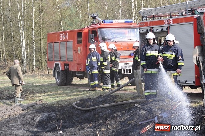 Zdjęcie w galerii na portalu naszraciborz.pl: W ciągu godziny spłonęło siedemnaście hektarów młodego lasu. Winny pociąg! wiadomości z regionu