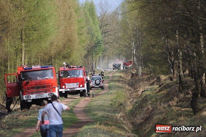 Zdjęcie w galerii na portalu naszraciborz.pl: W ciągu godziny spłonęło siedemnaście hektarów młodego lasu. Winny pociąg! wiadomości z regionu