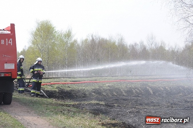 Zdjęcie w galerii na portalu naszraciborz.pl: W ciągu godziny spłonęło siedemnaście hektarów młodego lasu. Winny pociąg! wiadomości z regionu