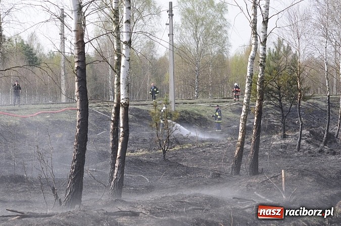Zdjęcie w galerii na portalu naszraciborz.pl: W ciągu godziny spłonęło siedemnaście hektarów młodego lasu. Winny pociąg! wiadomości z regionu