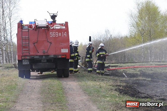 Zdjęcie w galerii na portalu naszraciborz.pl: W ciągu godziny spłonęło siedemnaście hektarów młodego lasu. Winny pociąg! wiadomości z regionu