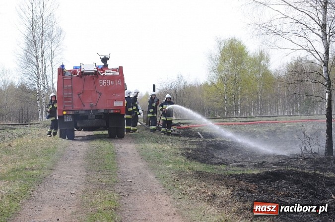 Zdjęcie w galerii na portalu naszraciborz.pl: W ciągu godziny spłonęło siedemnaście hektarów młodego lasu. Winny pociąg! wiadomości z regionu