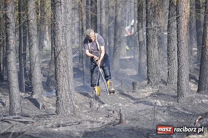 Zdjęcie w galerii na portalu naszraciborz.pl: W ciągu godziny spłonęło siedemnaście hektarów młodego lasu. Winny pociąg! wiadomości z regionu