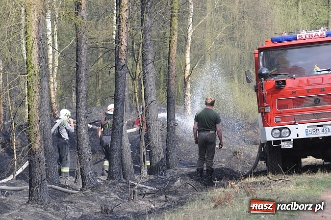 Zdjęcie w galerii na portalu naszraciborz.pl: W ciągu godziny spłonęło siedemnaście hektarów młodego lasu. Winny pociąg! wiadomości z regionu