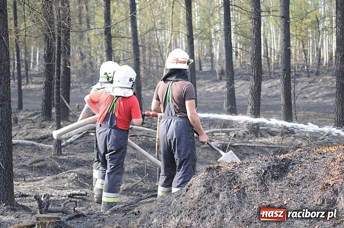 Zdjęcie w galerii na portalu naszraciborz.pl: W ciągu godziny spłonęło siedemnaście hektarów młodego lasu. Winny pociąg! wiadomości z regionu