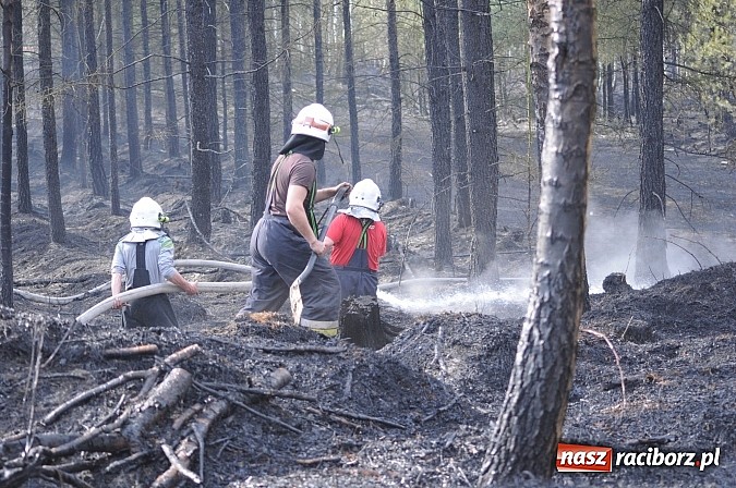 Zdjęcie w galerii na portalu naszraciborz.pl: W ciągu godziny spłonęło siedemnaście hektarów młodego lasu. Winny pociąg! wiadomości z regionu