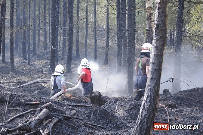 Zdjęcie w galerii na portalu naszraciborz.pl: W ciągu godziny spłonęło siedemnaście hektarów młodego lasu. Winny pociąg! wiadomości z regionu