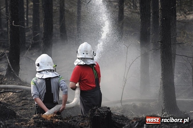 Zdjęcie w galerii na portalu naszraciborz.pl: W ciągu godziny spłonęło siedemnaście hektarów młodego lasu. Winny pociąg! wiadomości z regionu