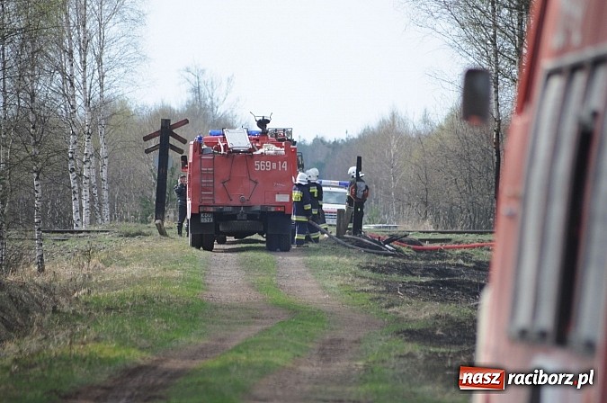 Zdjęcie w galerii na portalu naszraciborz.pl: W ciągu godziny spłonęło siedemnaście hektarów młodego lasu. Winny pociąg! wiadomości z regionu