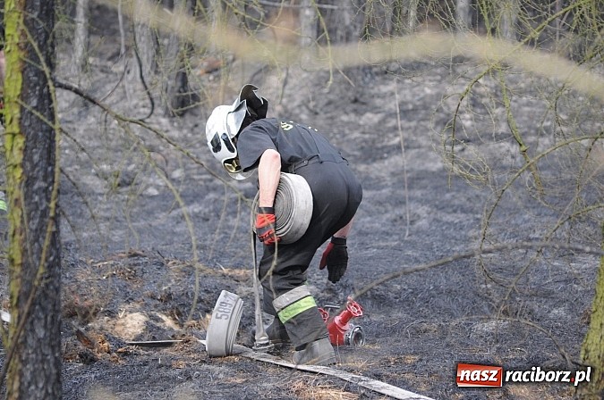 Zdjęcie w galerii na portalu naszraciborz.pl: W ciągu godziny spłonęło siedemnaście hektarów młodego lasu. Winny pociąg! wiadomości z regionu
