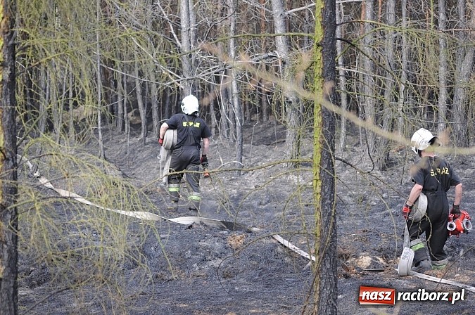 Zdjęcie w galerii na portalu naszraciborz.pl: W ciągu godziny spłonęło siedemnaście hektarów młodego lasu. Winny pociąg! wiadomości z regionu