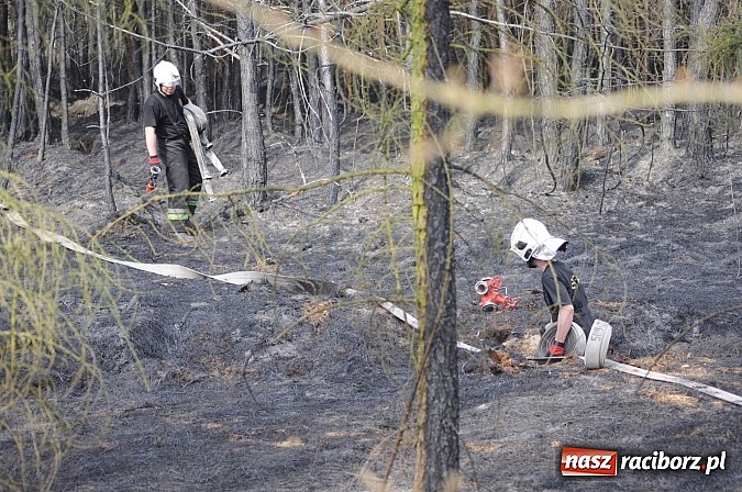 Zdjęcie w galerii na portalu naszraciborz.pl: W ciągu godziny spłonęło siedemnaście hektarów młodego lasu. Winny pociąg! wiadomości z regionu