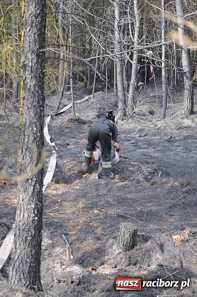 Zdjęcie w galerii na portalu naszraciborz.pl: W ciągu godziny spłonęło siedemnaście hektarów młodego lasu. Winny pociąg! wiadomości z regionu