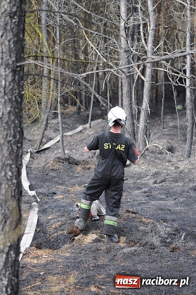 Zdjęcie w galerii na portalu naszraciborz.pl: W ciągu godziny spłonęło siedemnaście hektarów młodego lasu. Winny pociąg! wiadomości z regionu