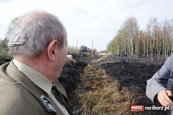 Zdjęcie w galerii na portalu naszraciborz.pl: W ciągu godziny spłonęło siedemnaście hektarów młodego lasu. Winny pociąg! wiadomości z regionu