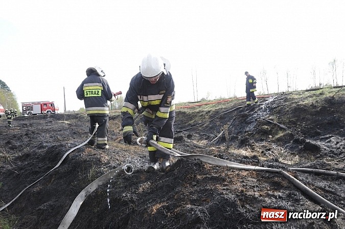 Zdjęcie w galerii na portalu naszraciborz.pl: W ciągu godziny spłonęło siedemnaście hektarów młodego lasu. Winny pociąg! wiadomości z regionu