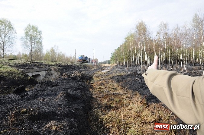 Zdjęcie w galerii na portalu naszraciborz.pl: W ciągu godziny spłonęło siedemnaście hektarów młodego lasu. Winny pociąg! wiadomości z regionu