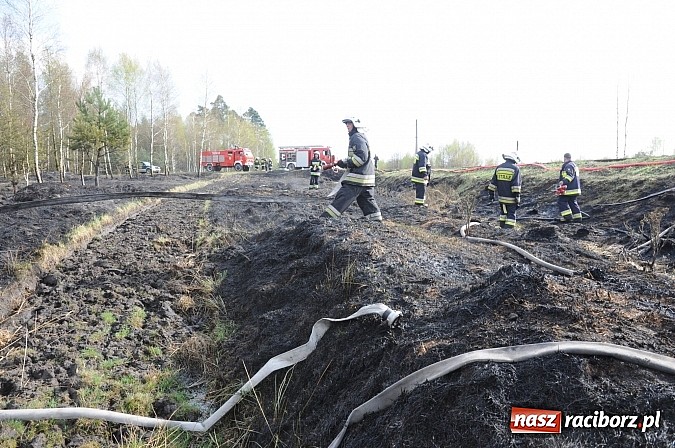 Zdjęcie w galerii na portalu naszraciborz.pl: W ciągu godziny spłonęło siedemnaście hektarów młodego lasu. Winny pociąg! wiadomości z regionu