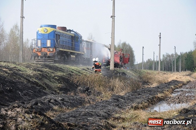 Zdjęcie w galerii na portalu naszraciborz.pl: W ciągu godziny spłonęło siedemnaście hektarów młodego lasu. Winny pociąg! wiadomości z regionu