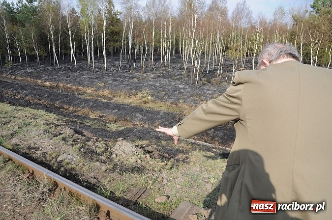 Zdjęcie w galerii na portalu naszraciborz.pl: W ciągu godziny spłonęło siedemnaście hektarów młodego lasu. Winny pociąg! wiadomości z regionu