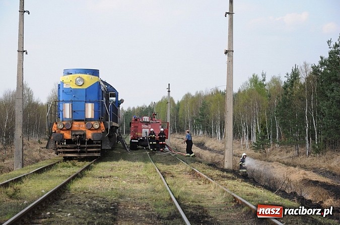 Zdjęcie w galerii na portalu naszraciborz.pl: W ciągu godziny spłonęło siedemnaście hektarów młodego lasu. Winny pociąg! wiadomości z regionu