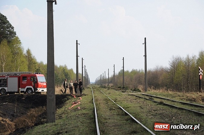 Zdjęcie w galerii na portalu naszraciborz.pl: W ciągu godziny spłonęło siedemnaście hektarów młodego lasu. Winny pociąg! wiadomości z regionu