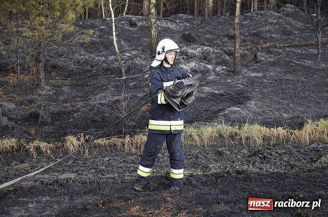 Zdjęcie w galerii na portalu naszraciborz.pl: W ciągu godziny spłonęło siedemnaście hektarów młodego lasu. Winny pociąg! wiadomości z regionu