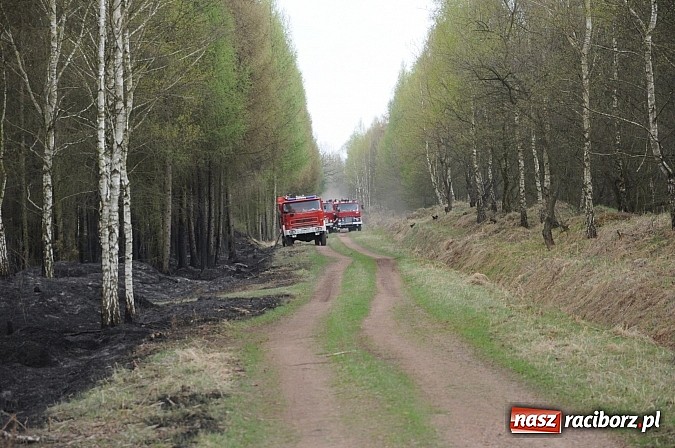 Zdjęcie w galerii na portalu naszraciborz.pl: W ciągu godziny spłonęło siedemnaście hektarów młodego lasu. Winny pociąg! wiadomości z regionu