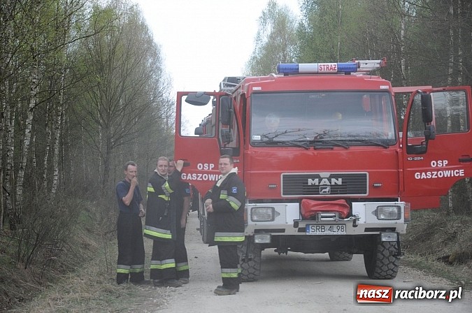 Zdjęcie w galerii na portalu naszraciborz.pl: W ciągu godziny spłonęło siedemnaście hektarów młodego lasu. Winny pociąg! wiadomości z regionu