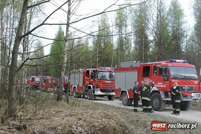 Zdjęcie w galerii na portalu naszraciborz.pl: W ciągu godziny spłonęło siedemnaście hektarów młodego lasu. Winny pociąg! wiadomości z regionu