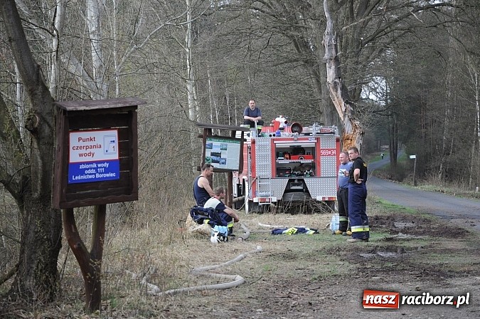 Zdjęcie w galerii na portalu naszraciborz.pl: W ciągu godziny spłonęło siedemnaście hektarów młodego lasu. Winny pociąg! wiadomości z regionu