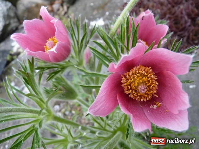 Zdjęcie w galerii na portalu naszraciborz.pl: Comenius na austriackich szlakach wiadomości z regionu