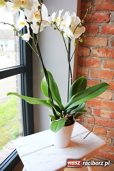 Zdjęcie w galerii na portalu naszraciborz.pl: Villa Antiqua zaprasza na dni otwarte wiadomości z regionu