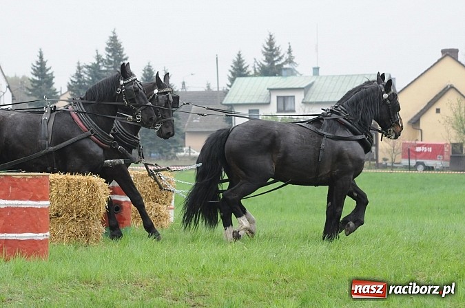 Zdjęcie w galerii na portalu naszraciborz.pl: W Nędzy odbyły się I Amatorskie Zawody Zaprzęgowe wiadomości z regionu