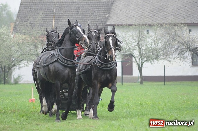 Zdjęcie w galerii na portalu naszraciborz.pl: W Nędzy odbyły się I Amatorskie Zawody Zaprzęgowe wiadomości z regionu