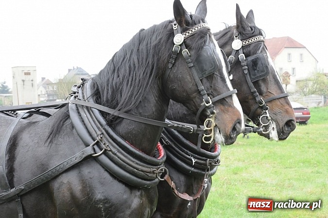 Zdjęcie w galerii na portalu naszraciborz.pl: W Nędzy odbyły się I Amatorskie Zawody Zaprzęgowe wiadomości z regionu