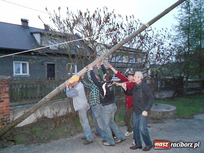 Zdjęcie w galerii na portalu naszraciborz.pl: W Rudzie Kozielskiej postawili drzewko majowe wiadomości z regionu