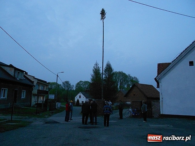 Zdjęcie w galerii na portalu naszraciborz.pl: W Rudzie Kozielskiej postawili drzewko majowe wiadomości z regionu
